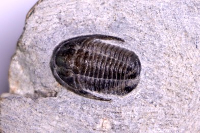 Cornuproetus sp.  Eifelien  Formation de Jemelle  Couvin area, Belgium