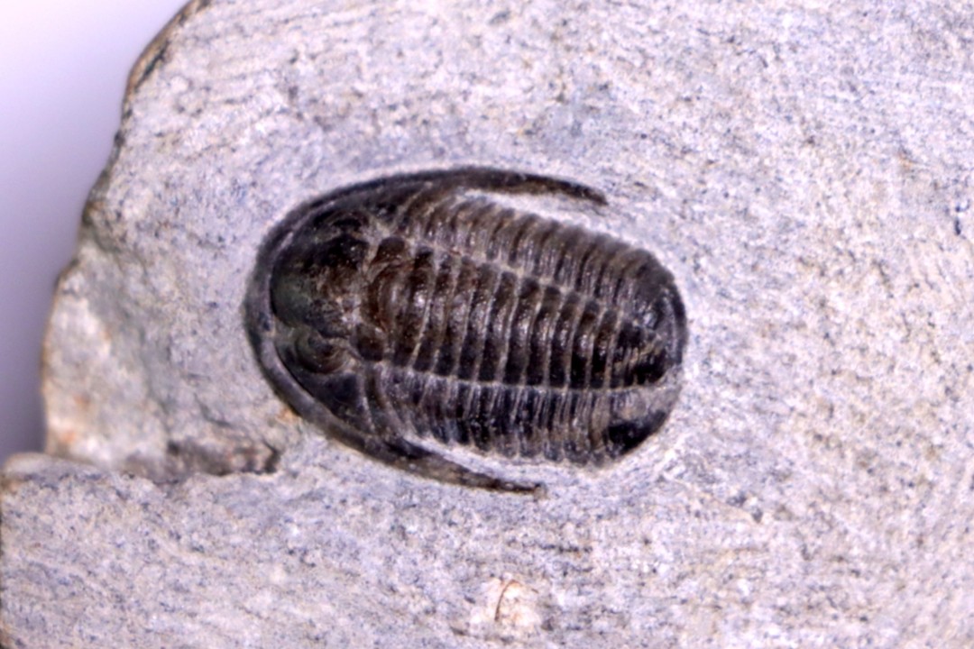 Cornuproetus sp.  Eifelien  Formation de Jemelle  Couvin area, Belgium