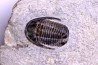 Cornuproetus sp. Eifelien Formation de Jemelle Couvin area, Belgium