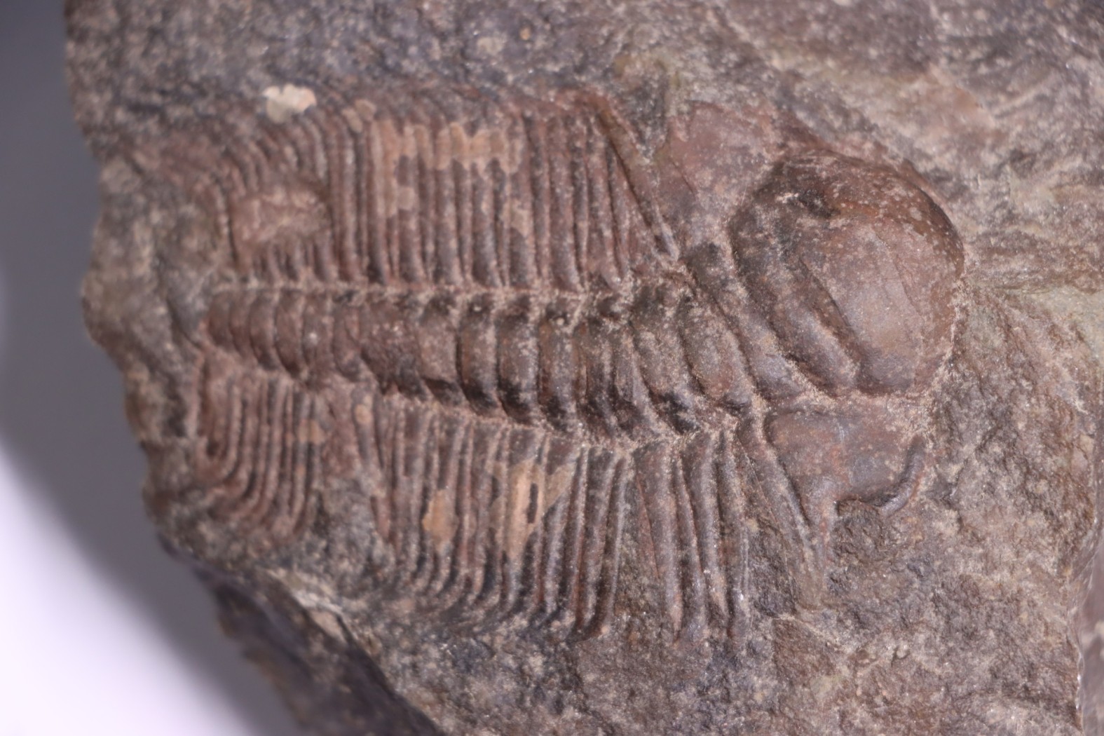 Hydrocephalus minor minor Middle Cambrian Jince Fmt Jince, Bohême, République de Tchécoslovaquie