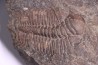 Hydrocephalus minor minor Middle Cambrian Jince Fmt Jince, Bohême, République de Tchécoslovaquie