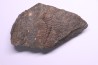 Hydrocephalus minor minor Middle Cambrian Jince Fmt Jince, Bohême, République de Tchécoslovaquie