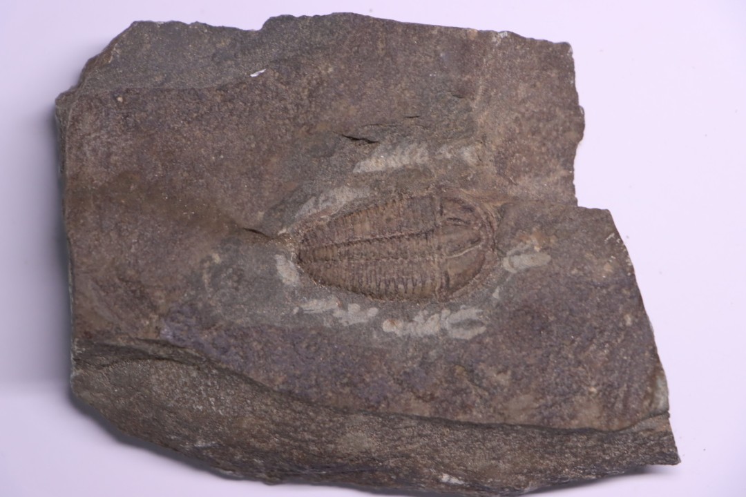 Conocoryphe sulzeri  Middle Cambrian  Jince Fmt  Jince, Bohême, République de Tchécoslovaquie