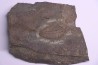 Conocoryphe sulzeri Middle Cambrian Jince Fmt Jince, Bohême, République de Tchécoslovaquie
