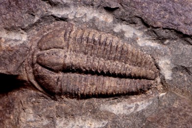 Conocoryphe sulzeri  Middle Cambrian  Jince Fmt  Jince, Bohême, République de Tchécoslovaquie
