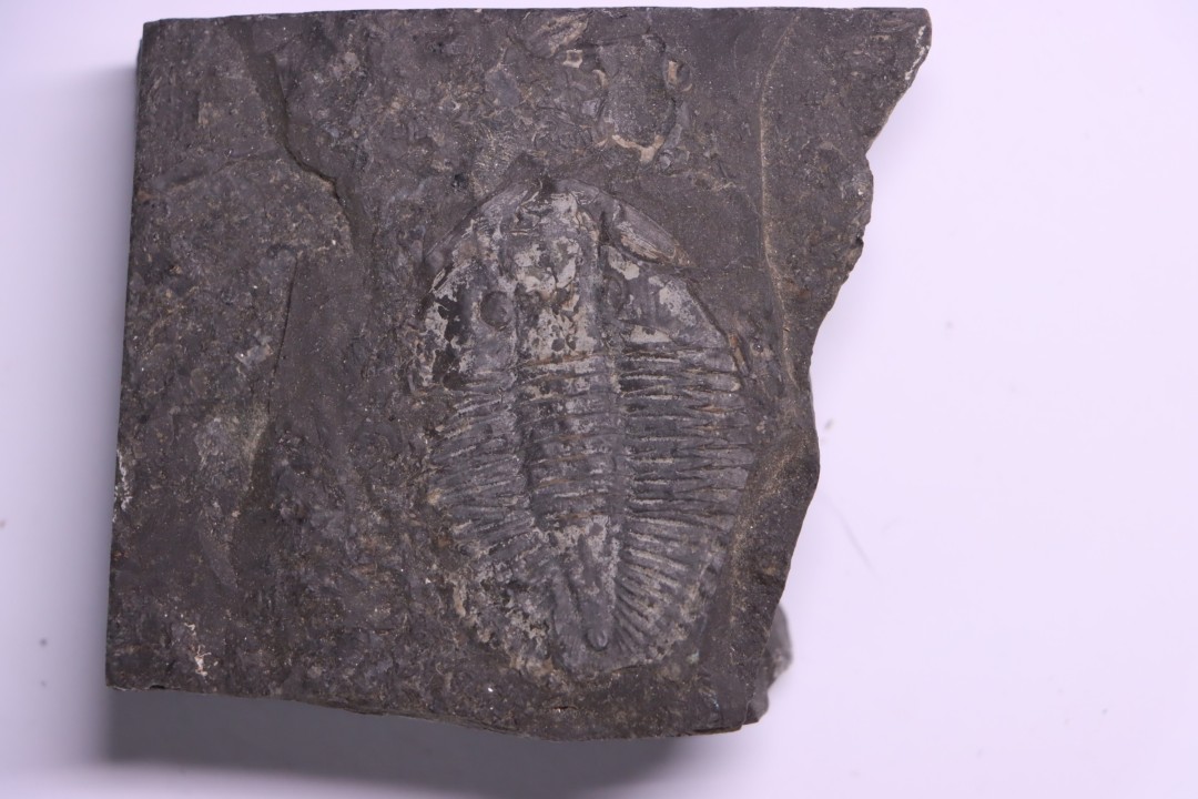 Pseudogygites latimarginatus  Ordovicien  Whitby Fmt  Craigleigh, Ontario, CANADA