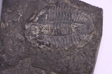 Pseudogygites latimarginatus  Ordovicien  Whitby Fmt  Craigleigh, Ontario, CANADA