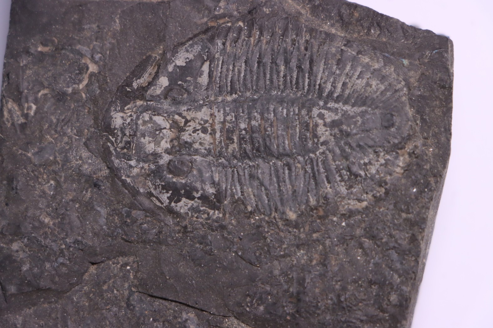 Pseudogygites latimarginatus Ordovicien Whitby Fmt Craigleigh, Ontario, CANADA