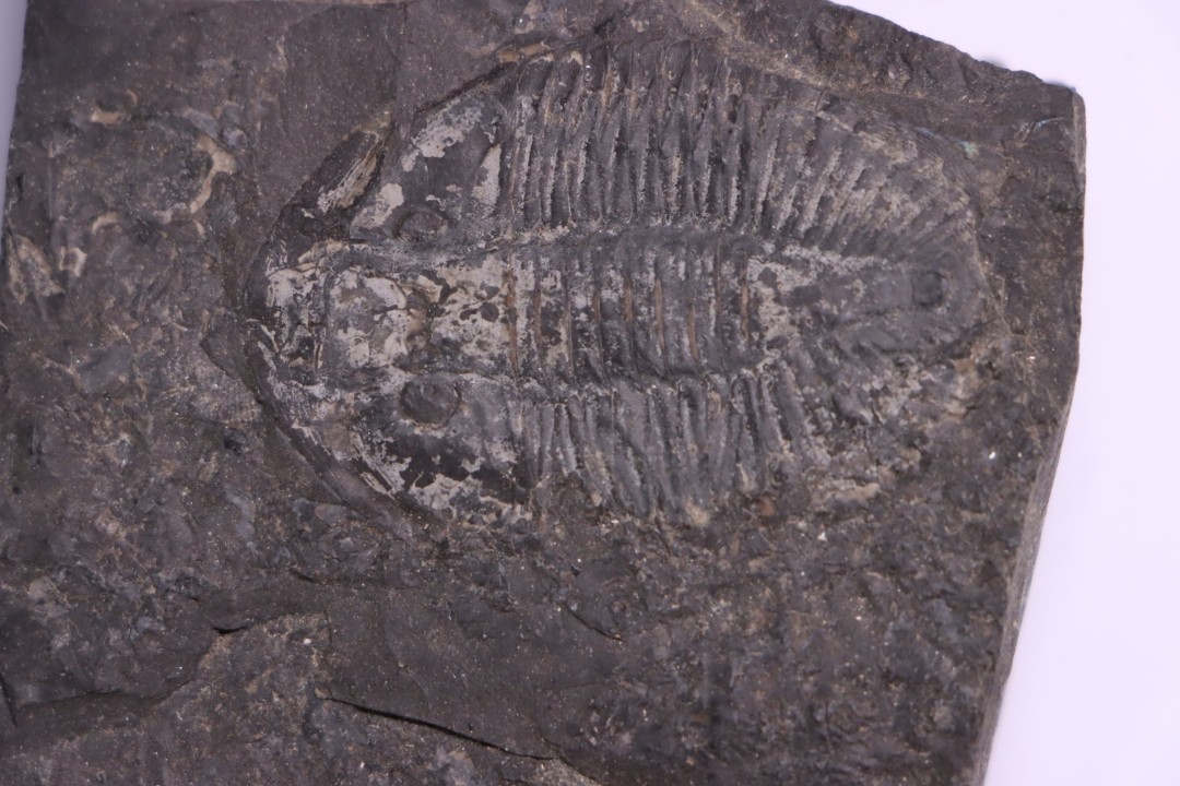 Pseudogygites latimarginatus  Ordovicien  Whitby Fmt  Craigleigh, Ontario, CANADA
