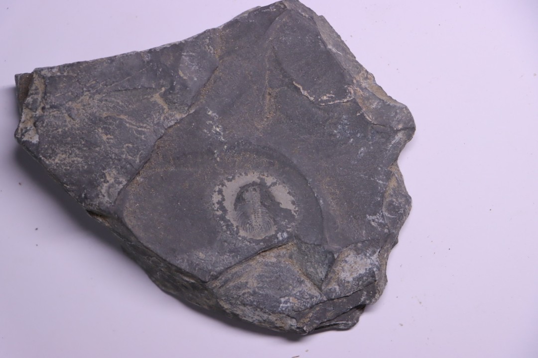 Oryctocephalus walcotti  Cambrian  Guizhou, Chine