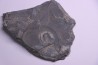 Oryctocephalus walcotti Cambrian Guizhou, Chine