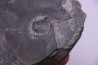 Oryctocephalus walcotti Cambrian Guizhou, Chine