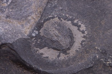 Oryctocephalus walcotti  Cambrian  Guizhou, Chine