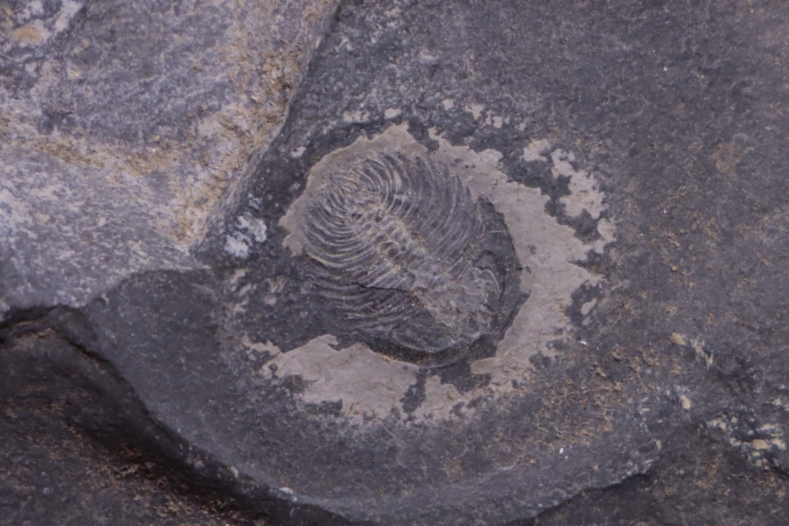 Oryctocephalus walcotti Cambrian Guizhou, Chine