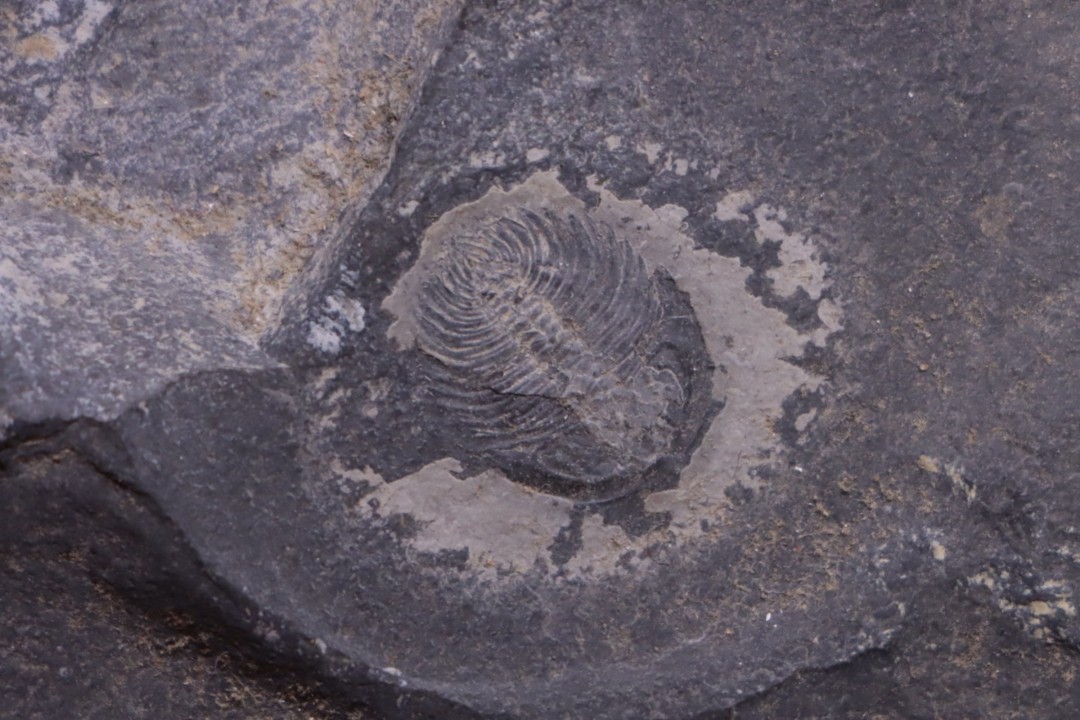 Oryctocephalus walcotti  Cambrian  Guizhou, Chine