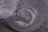 Oryctocephalus walcotti Cambrian Guizhou, Chine