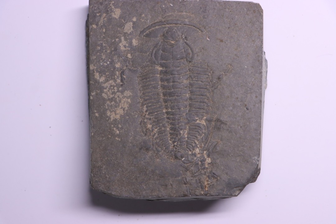 Redlichia chinensis  lower cambrian  Balang Fmt  Hunan Province, CHINE