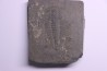 Redlichia chinensis  lower cambrian  Balang Fmt  Hunan Province, CHINE