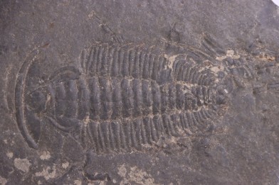 Redlichia chinensis  lower cambrian  Balang Fmt  Hunan Province, CHINE