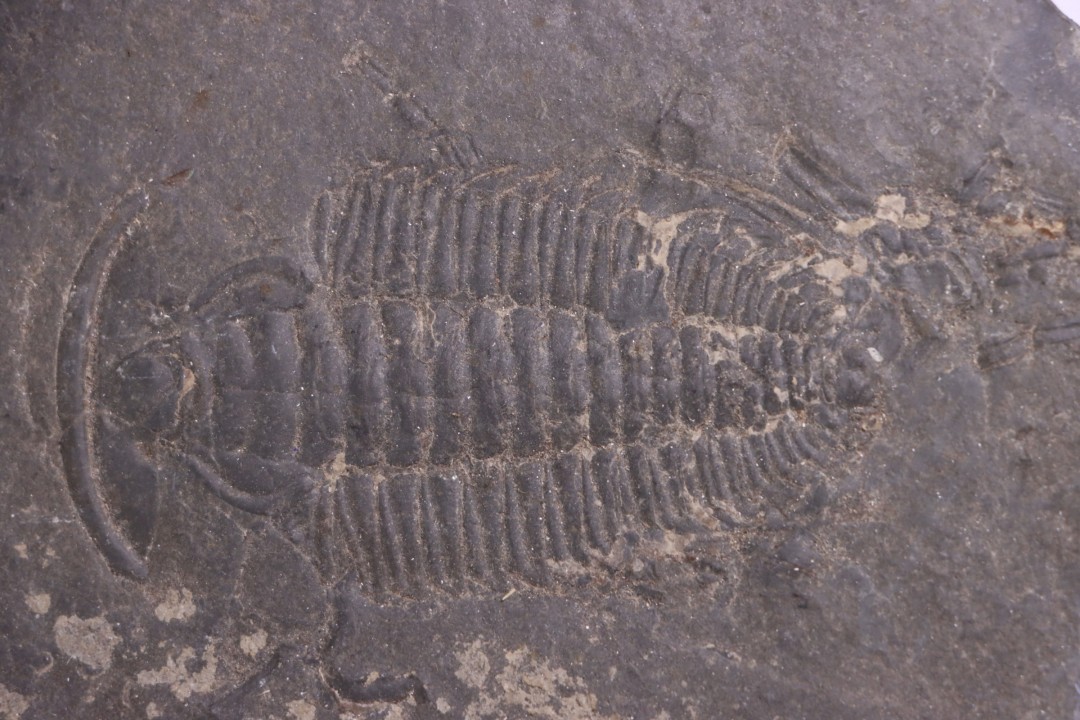 Redlichia chinensis  lower cambrian  Balang Fmt  Hunan Province, CHINE