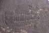 Redlichia chinensis  lower cambrian  Balang Fmt  Hunan Province, CHINE