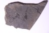 branchiosaure (protriton) petrolei - Autunian - Autun, France