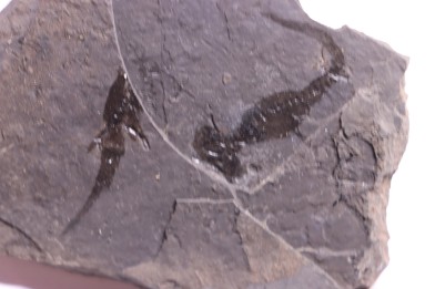 branchiosaure (protriton) petrolei - Autunian - Autun, France