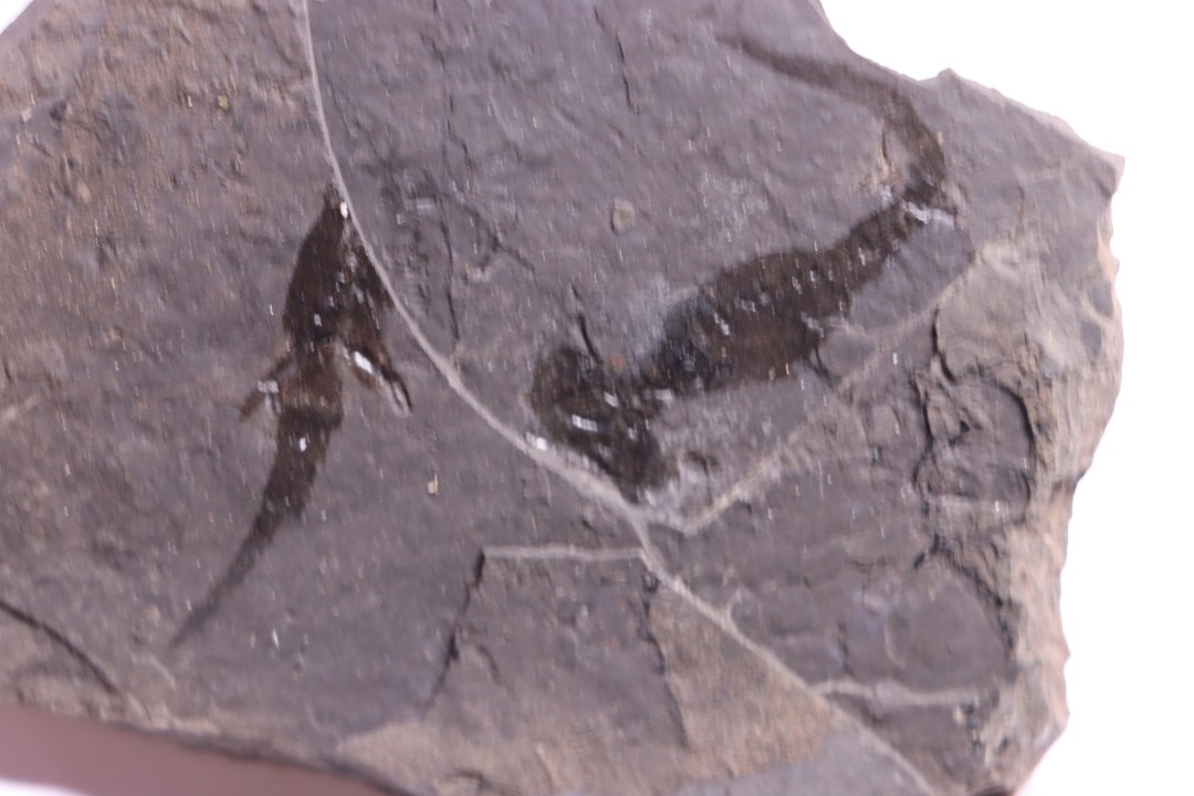 branchiosaure (protriton) petrolei - Autunian - Autun, France