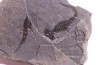 branchiosaure (protriton) petrolei - Autunian - Autun, France