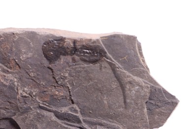 branchiosaure (protriton) petrolei - Autunien - Autun, FRANCE