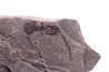 branchiosaure (protriton) petrolei - Autunian - Autun, France