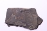 branchiosaure (protriton) petrolei - Autunian - Autun, France