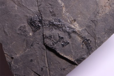 branchiosaure (protriton) petrolei - Autunian - Autun, France