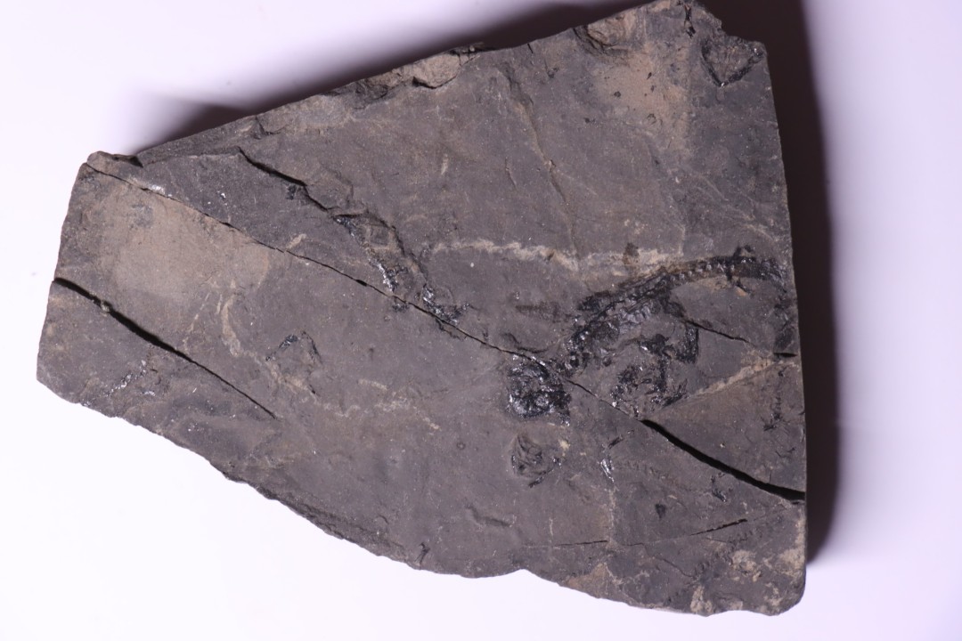 branchiosaure (protriton) petrolei - Autunian - Autun, France