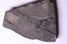 branchiosaure (protriton) petrolei - Autunian - Autun, France