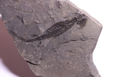 branchiosaure (protriton) petrolei - Autunian - Autun, France