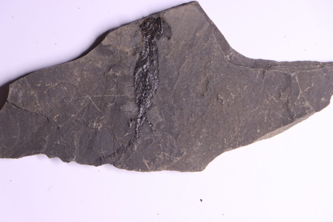 branchiosaure (protriton) petrolei - Autunien - Autun, FRANCE