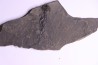 branchiosaure (protriton) petrolei - Autunian - Autun, France