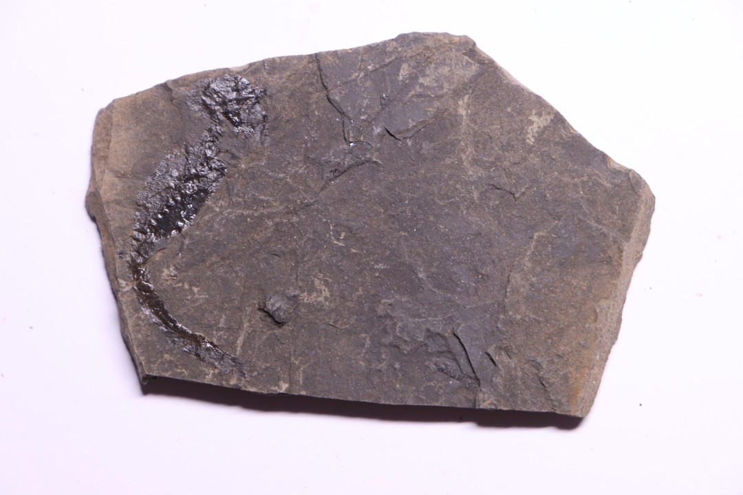 branchiosaure (protriton) petrolei - Autunian - Autun, France