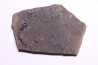 branchiosaure (protriton) petrolei - Autunian - Autun, France