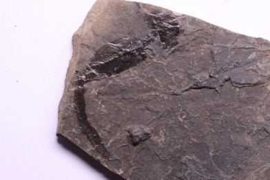 branchiosaure (protriton) petrolei - Autunian - Autun, France