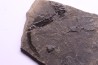 branchiosaure (protriton) petrolei - Autunian - Autun, France