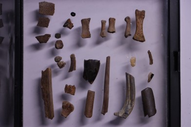 collection de plus de 25 os dinosaures - microfossiles - Lance Fmt , Weston County, Wyoming, USA
