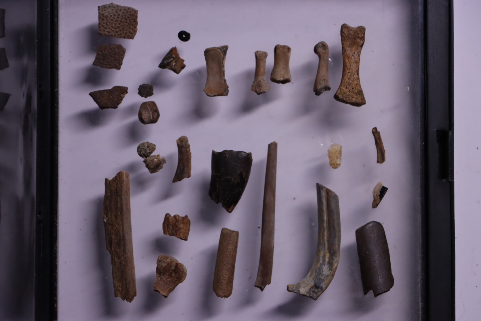 collection de plus de 25 os dinosaures - microfossiles - Lance Fmt , Weston County, Wyoming, USA