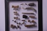 collection de plus de 25 os dinosaures - microfossiles - Lance Fmt , Weston County, Wyoming, USA