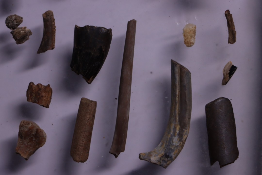 collection de plus de 25 os dinosaures - microfossiles - Lance Fmt , Weston County, Wyoming, USA