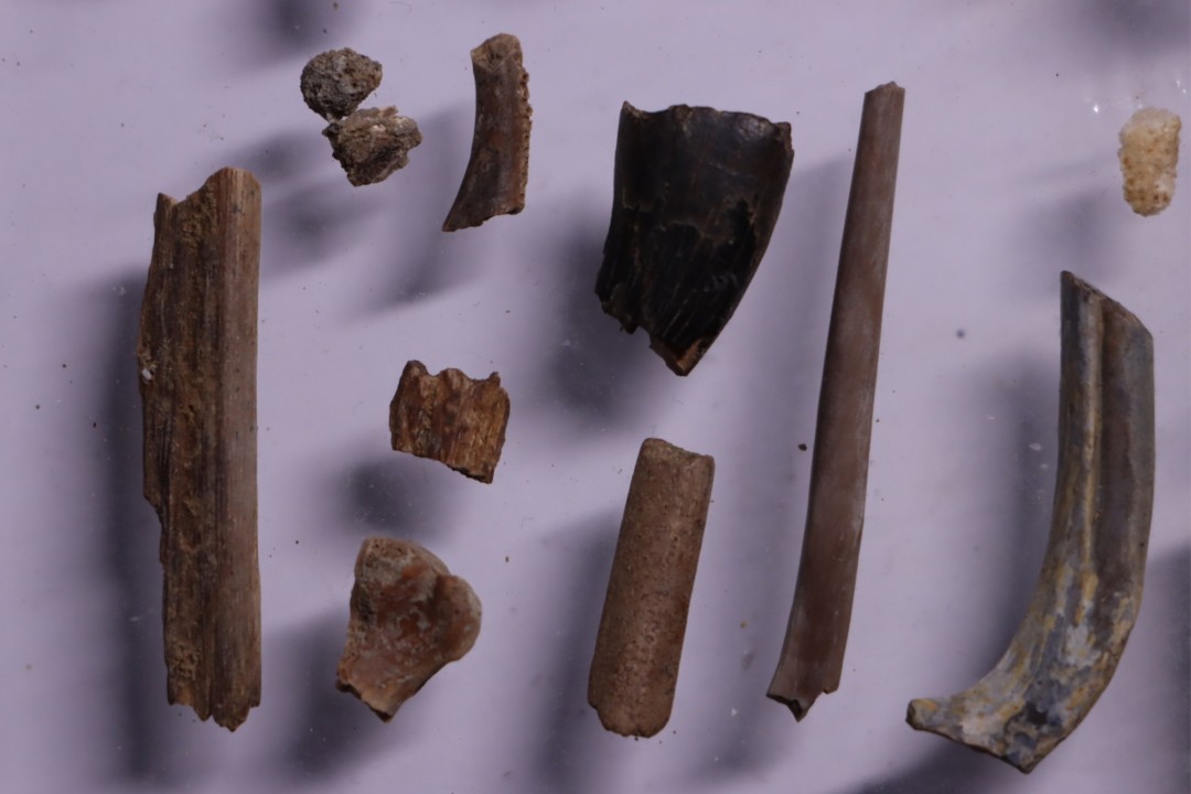 collection de plus de 25 os dinosaures - microfossiles - Lance Fmt , Weston County, Wyoming, USA