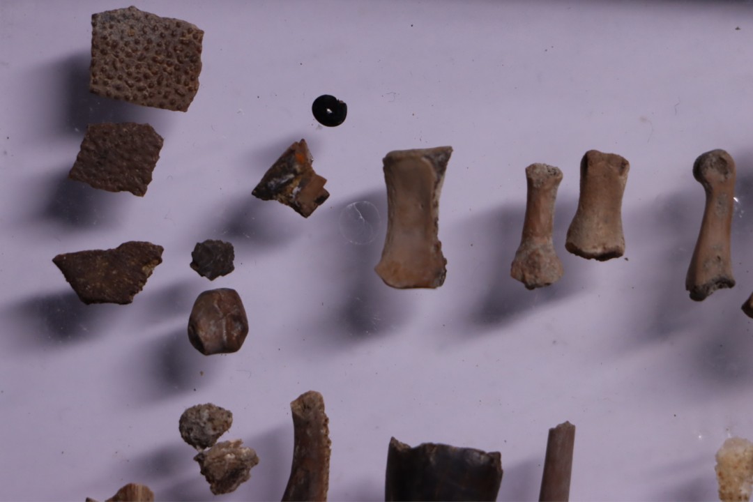 collection de plus de 25 os dinosaures - microfossiles - Lance Fmt , Weston County, Wyoming, USA