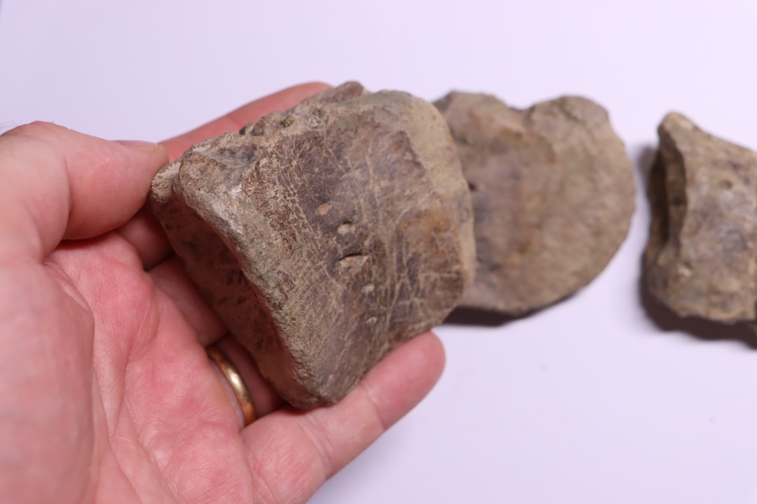 vertèbres cervicales de dinosaure Hypacrosaurus stebingeri  two medicine  Fmt  crétacé sup  Drumheller, Canada