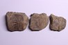 vertèbres cervicales de dinosaure Hypacrosaurus stebingeri two medicine Fmt crétacé sup Drumheller, Canada